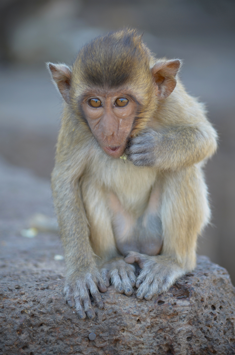 Lop Buri shrine monkey ... potential disguise too