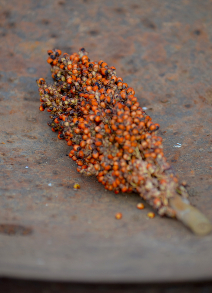 FARM13 Sorghum sized