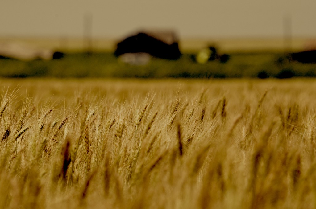 FARM Last Wheat 1