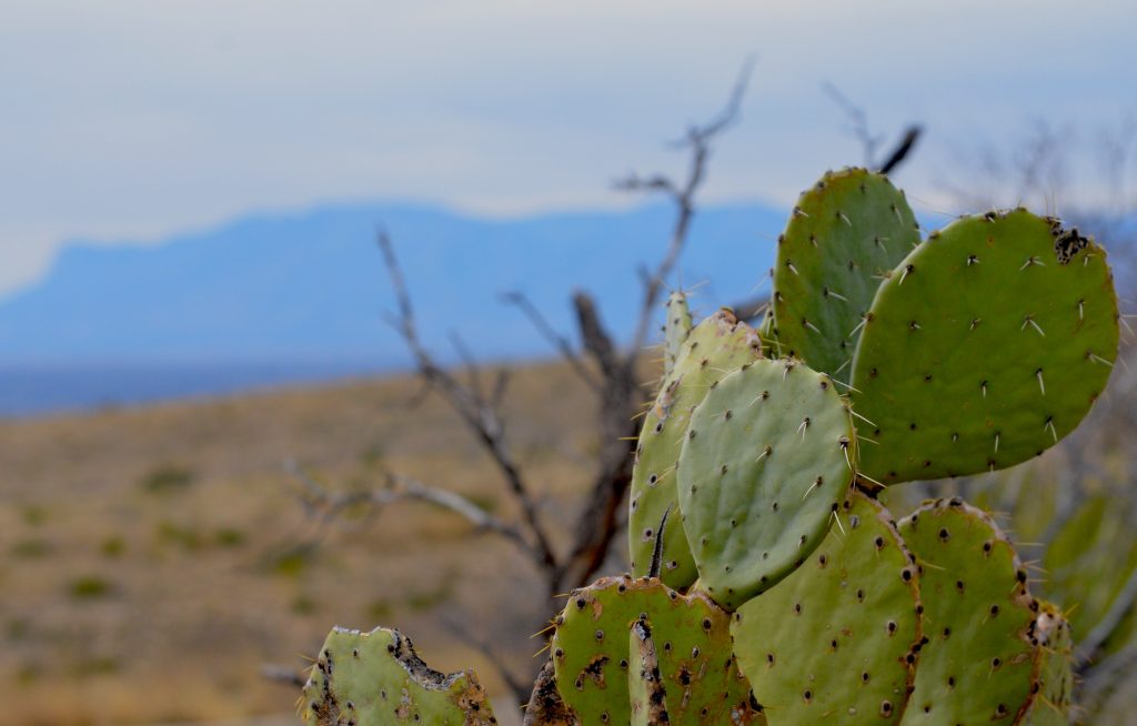 CARLSBAD CACTUS