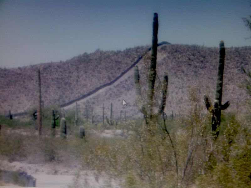 Fence cacti